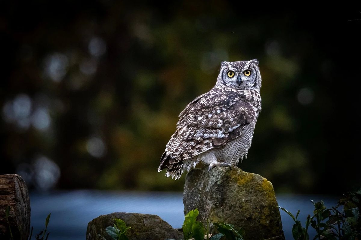 Bird Watching