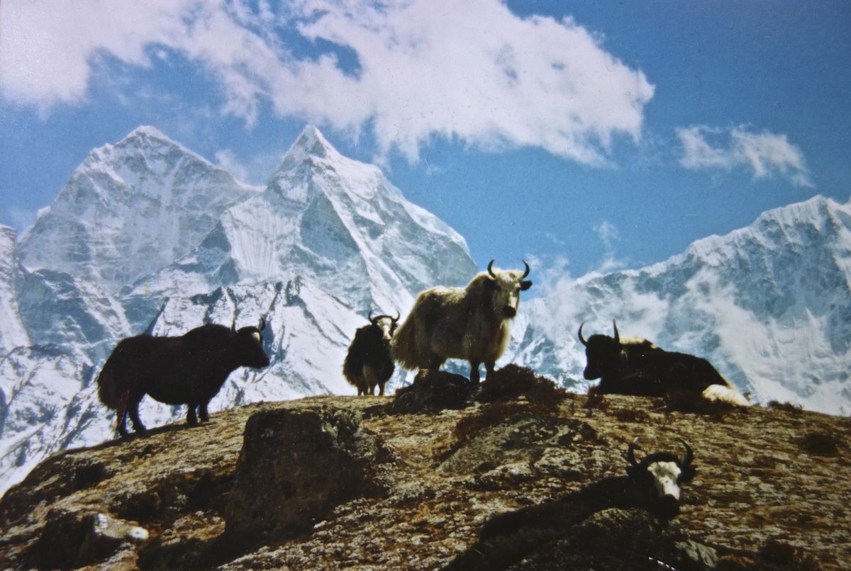 Wildlife