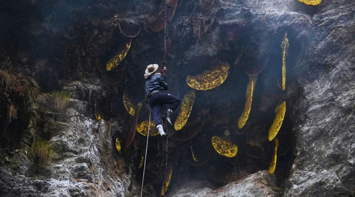 Chamche Mad Honey Hunting Tour: Experience Nepal's Ancient Honey Hunting Tradition