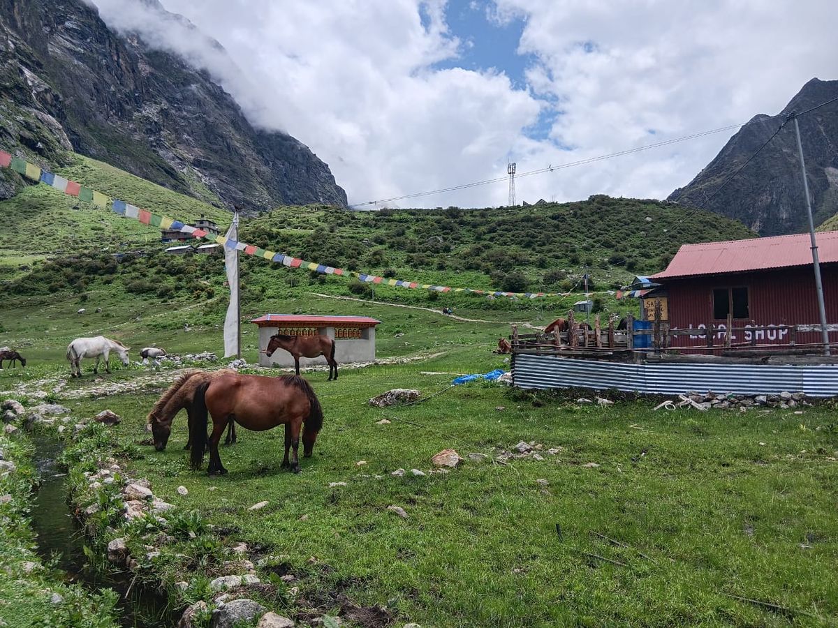 Tamang Heritage Trail Trek Package: Experience the Culture and Landscapes of the Langtang Region