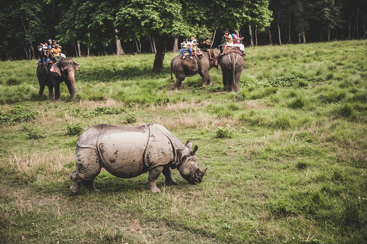 Kathmandu, Pokhara, Chitwan Tour Package: Discover Nepal's Culture, Mountains & Wildlife