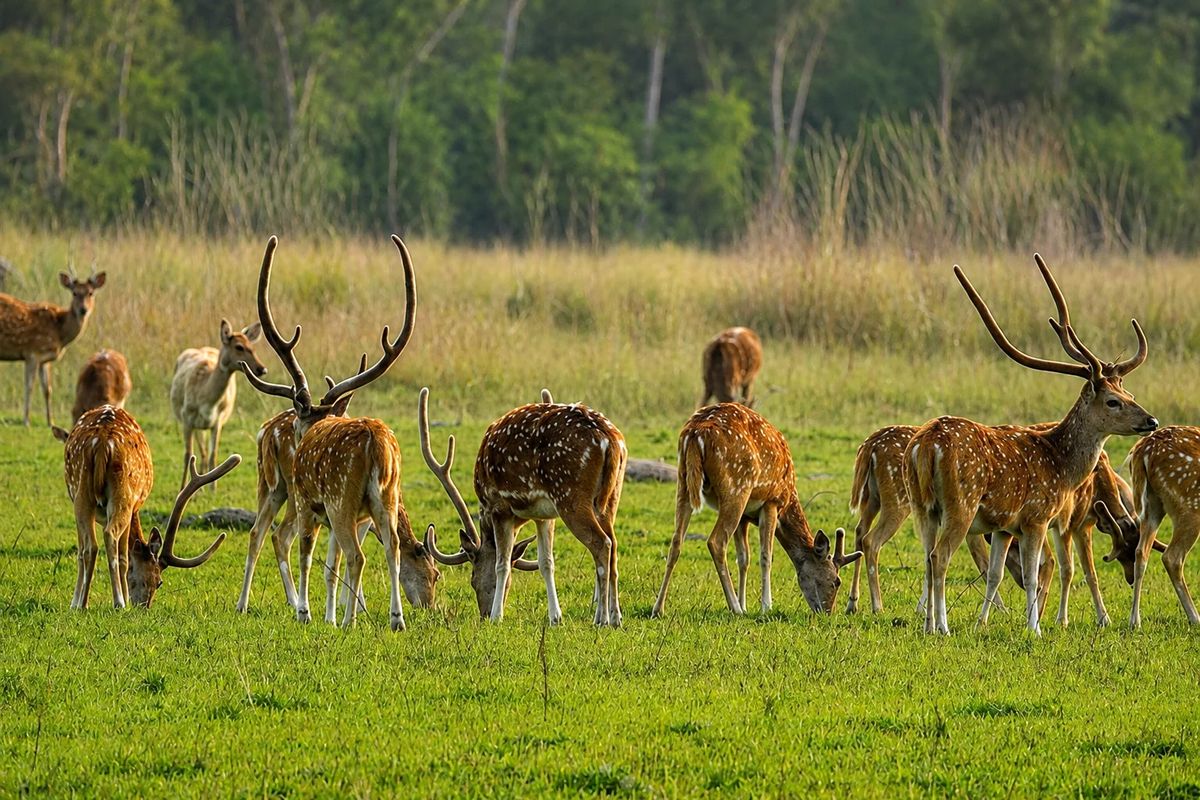 Shuklaphanta Wildlife Tour: Best Safari & Wildlife Experience in Nepal