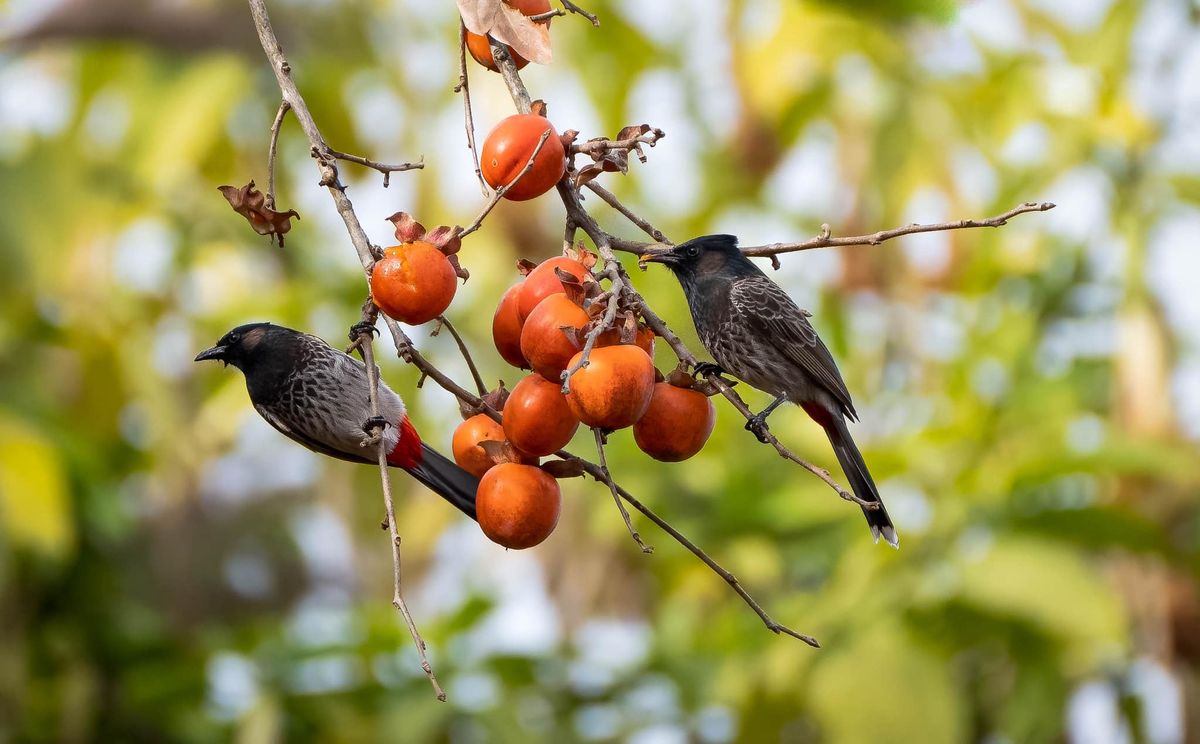 Shivapuri National Park Photography & Bird Watching Tour
