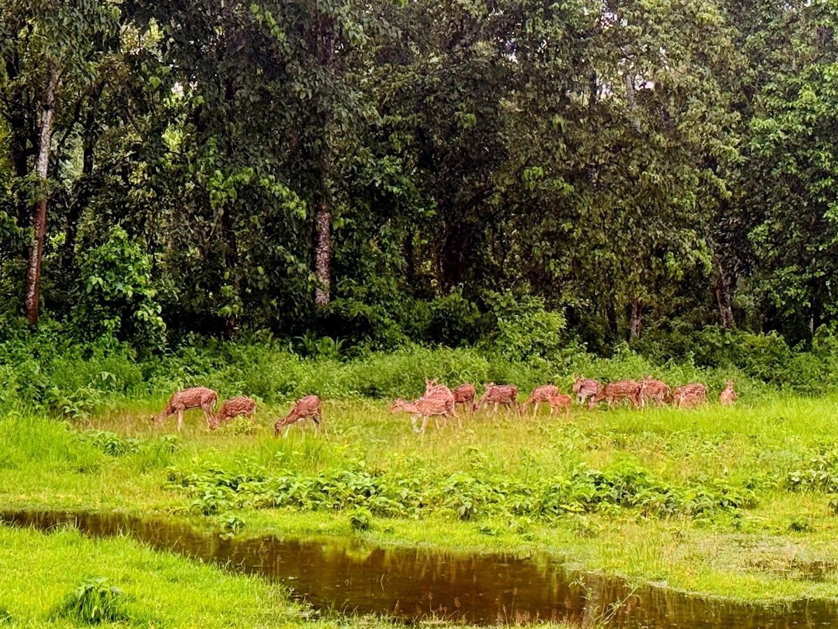 Koshi Tappu Wildlife Safari: Discover Nepal's Premier Wetland, Birdlife and Wildlife Reserve