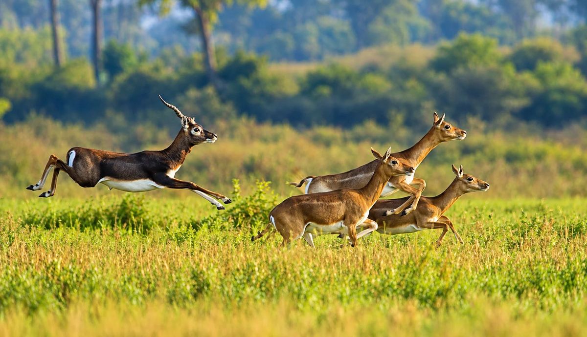 Krishnasar Conservation Area 2027: Nepal’s Blackbuck Sanctuary photo 1