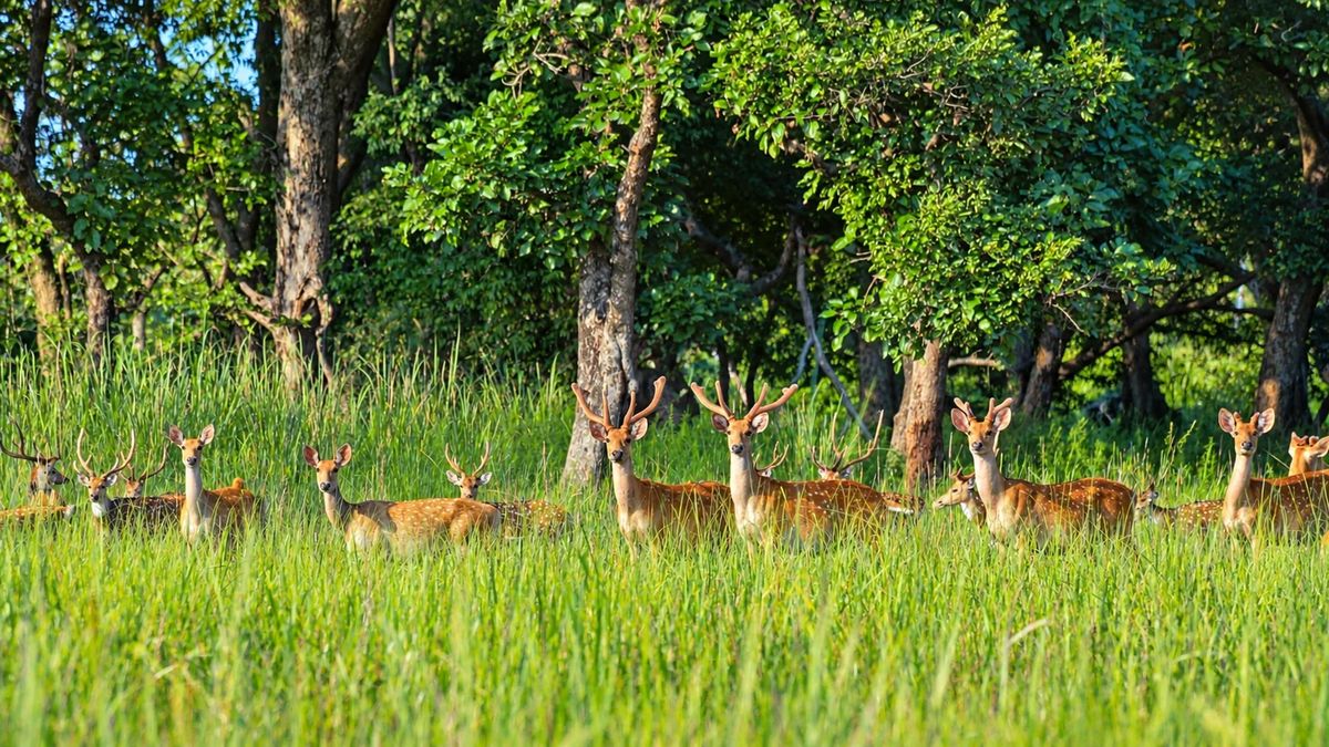 Krishnasar Conservation Area 2027: Nepal’s Blackbuck Sanctuary photo 2