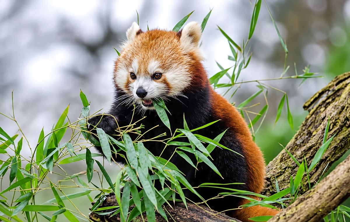 Red Panda Photography Tour in Langtang National Park - 5 Days photo 1