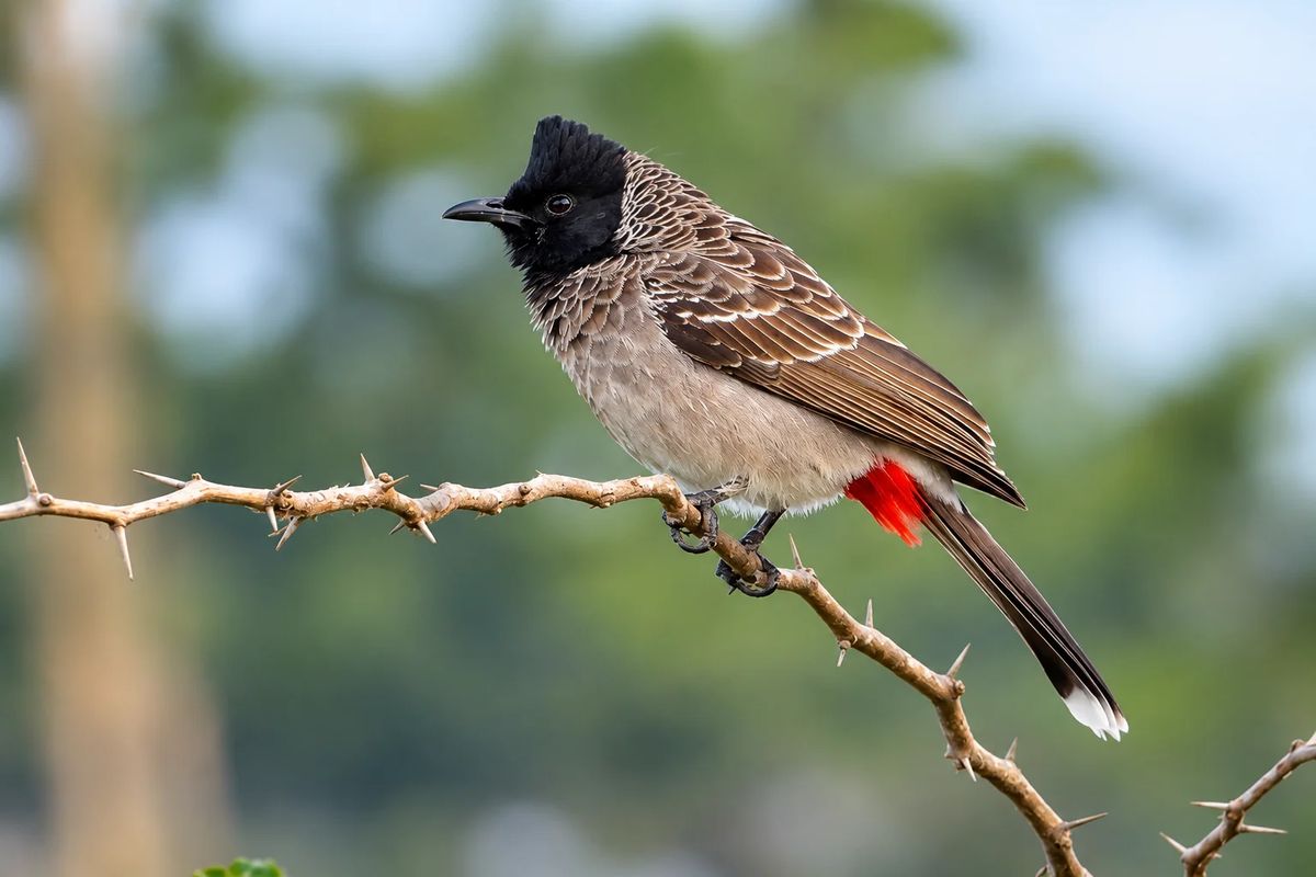 Shivapuri & Chisapani Ramsar Bird Photography Tour - 4 Days photo 1