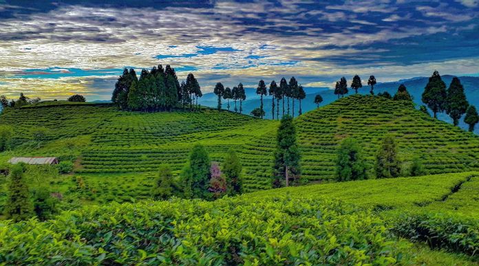 Ilam, Nepal: Tea Gardens, Tranquil Hills, and the Scenic Heart of Eastern Nepal