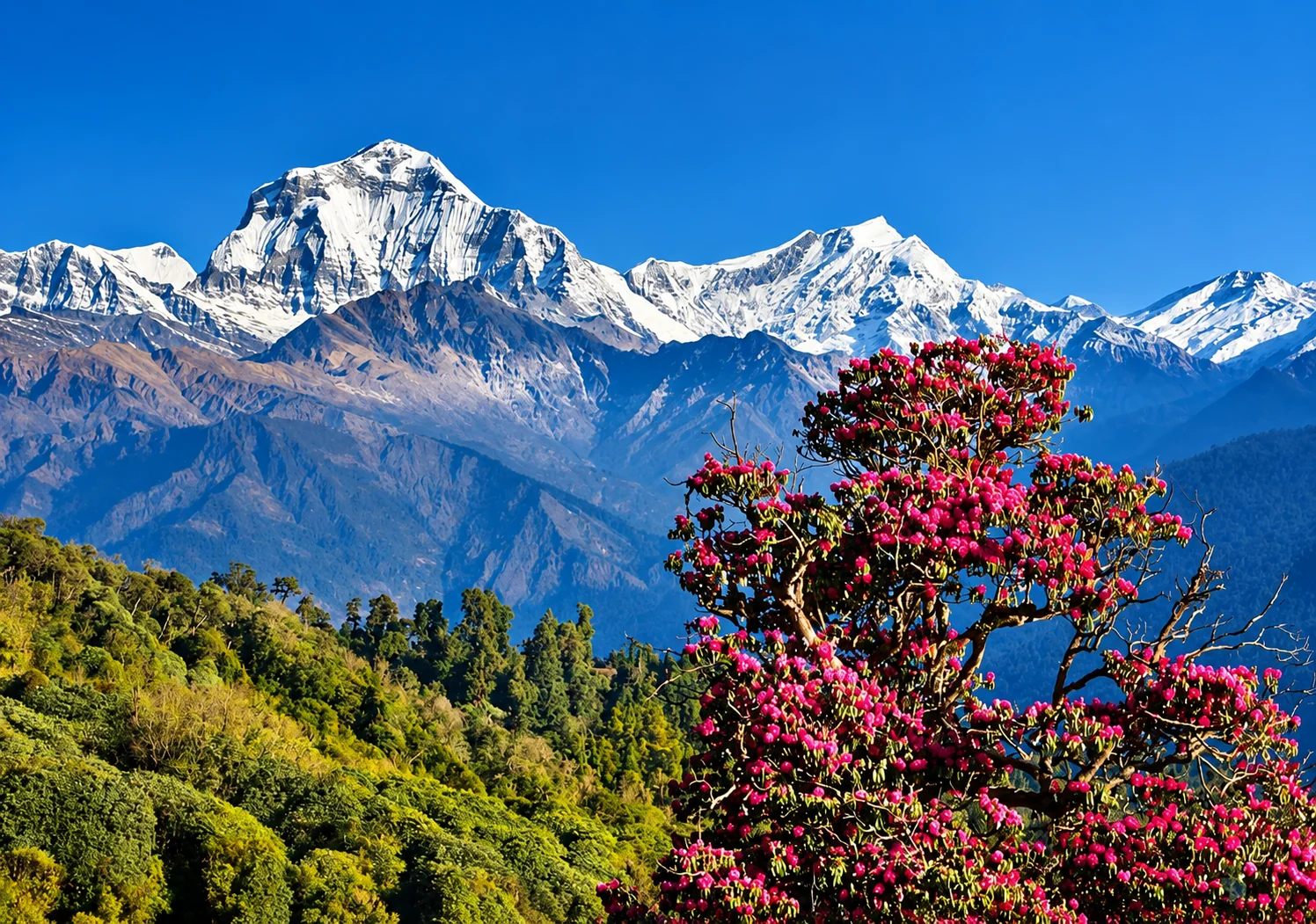 Short Treks from Pokhara: Poon Hill, Astam, Ghandruk and More